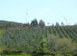 ADEGA plantación eucaliptos