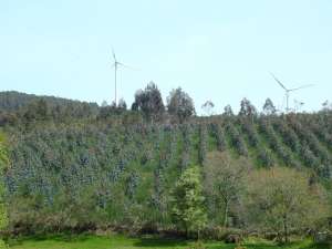 ADEGA plantación eucaliptos
