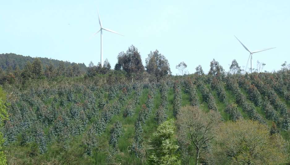 ADEGA plantación eucaliptos